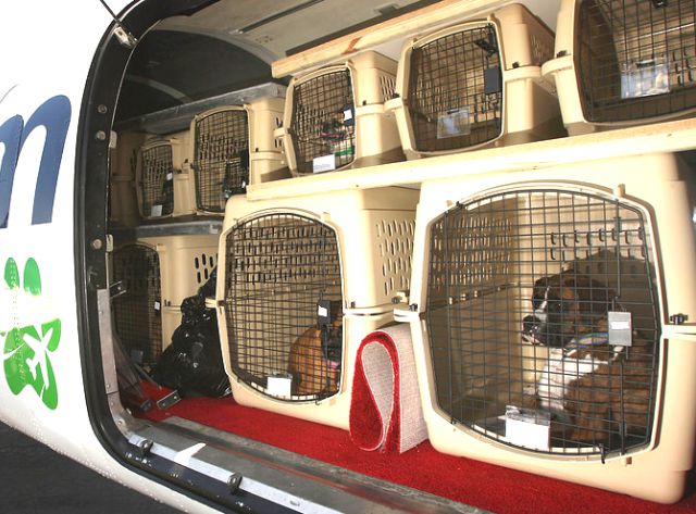 india pets transporting pet air woes cargo allow