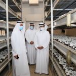 Largest mushroom farm in UAE relies on solar energy and tech to thrive