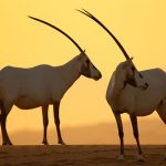 Emirates Group reaffirms its zero tolerance policy on illegal wildlife trade